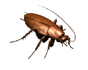 Plaatjes Kakkerlakken 