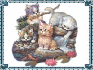 Katten Plaatjes 