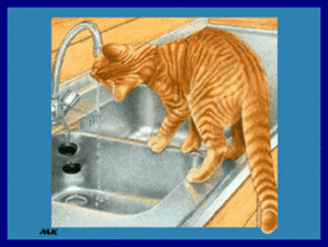 Katten Plaatjes 