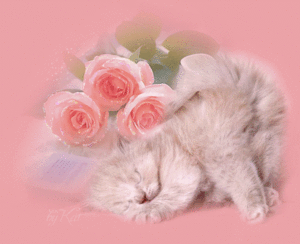 Katten Plaatjes 