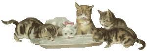 Katten Plaatjes 