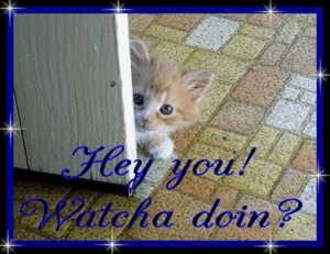 Katten Plaatjes 