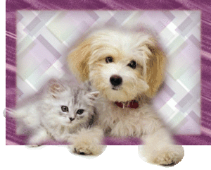 Katten Plaatjes 