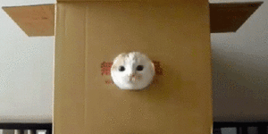 Katten Plaatjes 