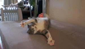Katten Plaatjes Kat Aan Het Spelen