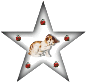 Katten Plaatjes 
