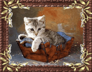 Katten Plaatjes 