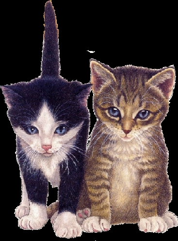 Katten Plaatjes 