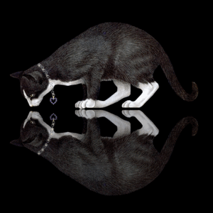Katten Plaatjes 