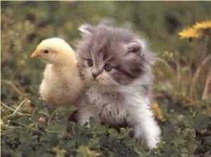 Katten Plaatjes 