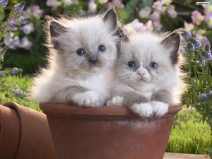 Katten Plaatjes Twee Kittens In Een Pot