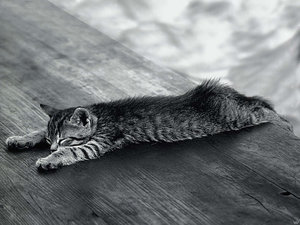 Katten Plaatjes 