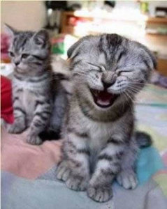 Katten Plaatjes 