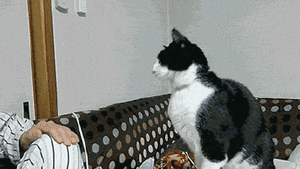 Katten Plaatjes 