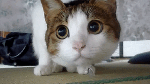 Katten Plaatjes 