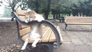 Katten Plaatjes 