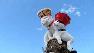 Katten Plaatjes 