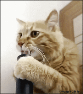 Katten Plaatjes Kat Likt Stofzuiger