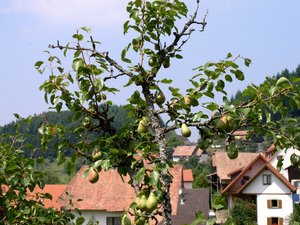 Plaatjes Landschappen 