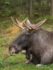 Natuur Plaatjes 