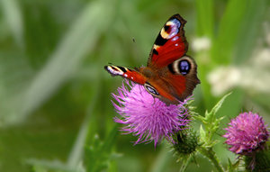 Natuur Plaatjes 