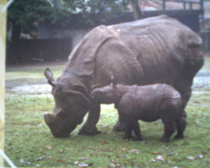 Plaatjes Neushoorn Neushoorn Met Jong