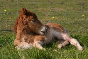 Paarden Plaatjes 