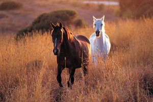 Paarden Plaatjes 