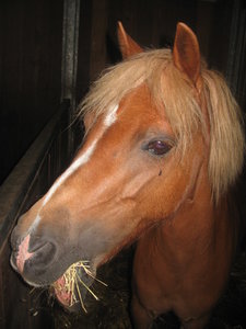 Paarden Plaatjes  Fleur Van Ponykamp