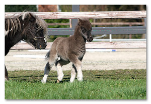 Paarden Plaatjes 