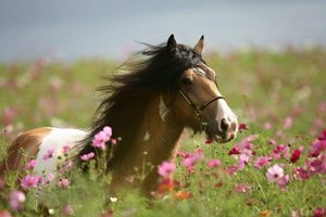 Paarden Plaatjes 
