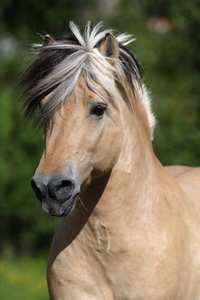 Paarden Plaatjes 