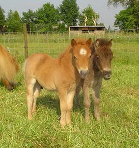 Paarden Plaatjes 