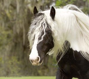 Paarden Plaatjes 