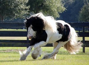 Paarden Plaatjes Een Tinker In De Galop.