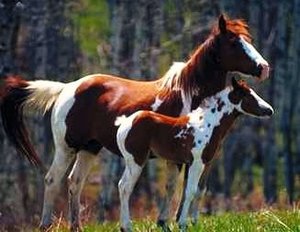 Paarden Plaatjes 