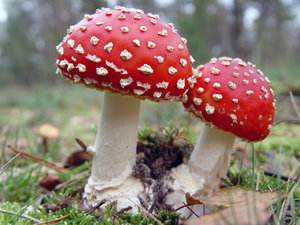 Paddestoelen Plaatjes 