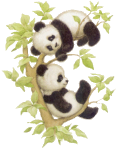 Panda Plaatjes 