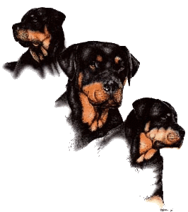 Plaatjes Rottweiler 