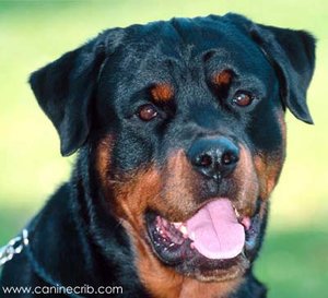 Plaatjes Rottweiler 