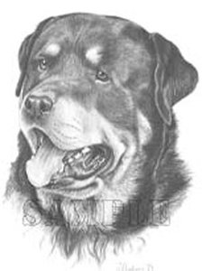 Plaatjes Rottweiler 