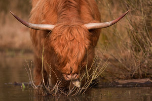 Plaatjes Schotse hooglanders 