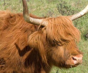 Plaatjes Schotse hooglanders 