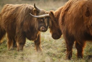 Plaatjes Schotse hooglanders 