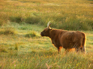 Plaatjes Schotse hooglanders 