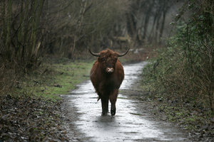 Plaatjes Schotse hooglanders 