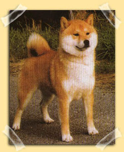 Plaatjes Shibas 