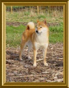 Plaatjes Shibas 