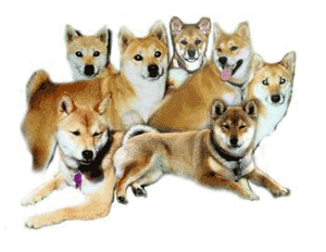 Plaatjes Shibas 