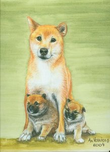 Plaatjes Shibas 